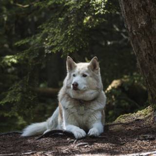 Wolf Husky Hybrid by M. Maggs