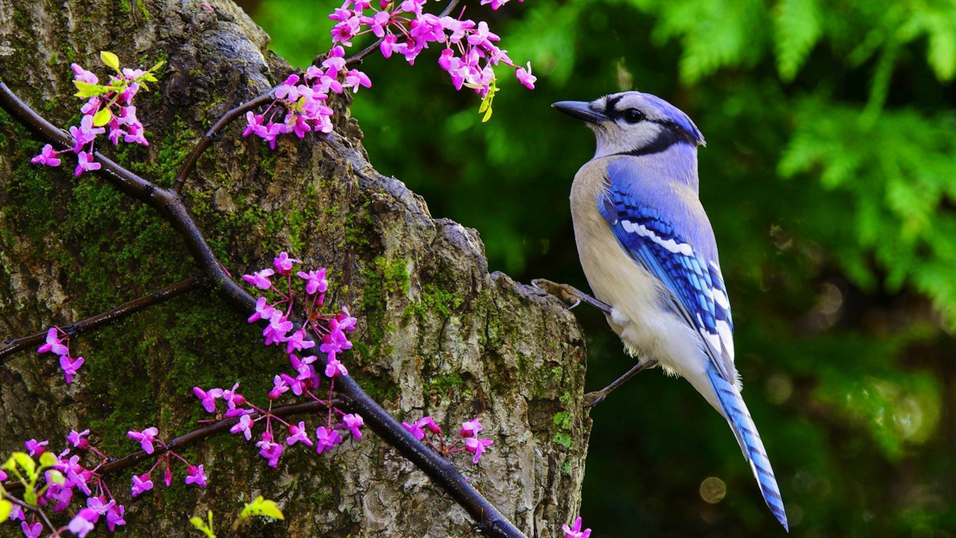 HD Blue Jay Wallpaper