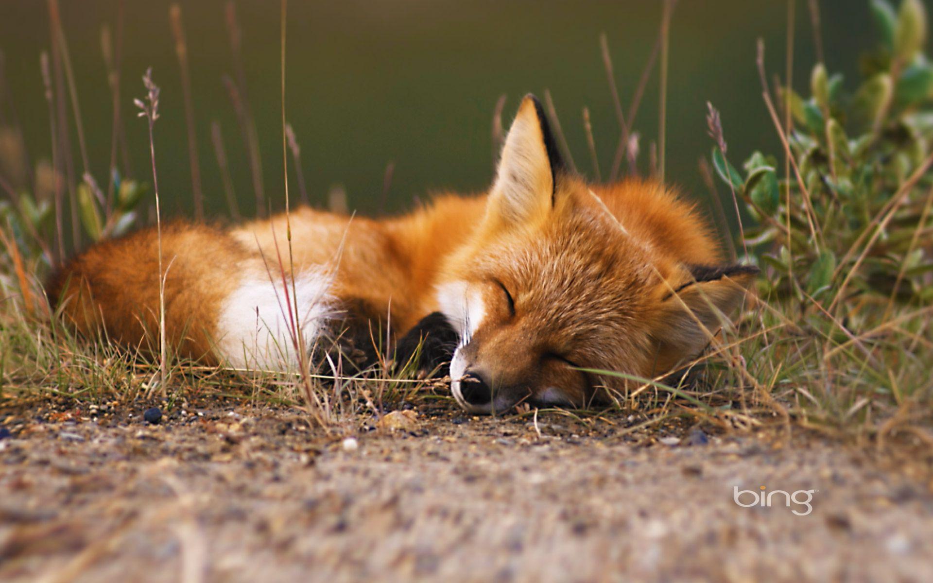 Red fox, Alaska. HD Bing Wallpaper Archive
