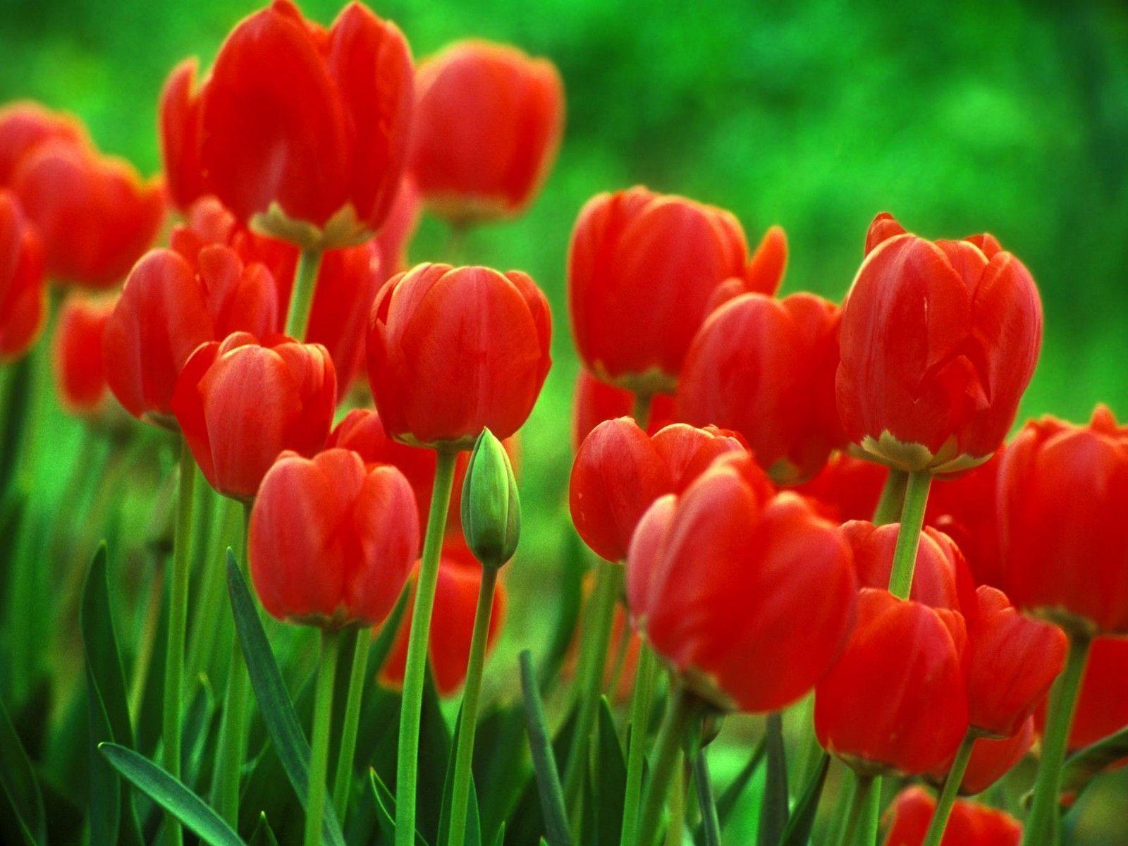 Wallpaper For > Single Red Tulip Wallpaper