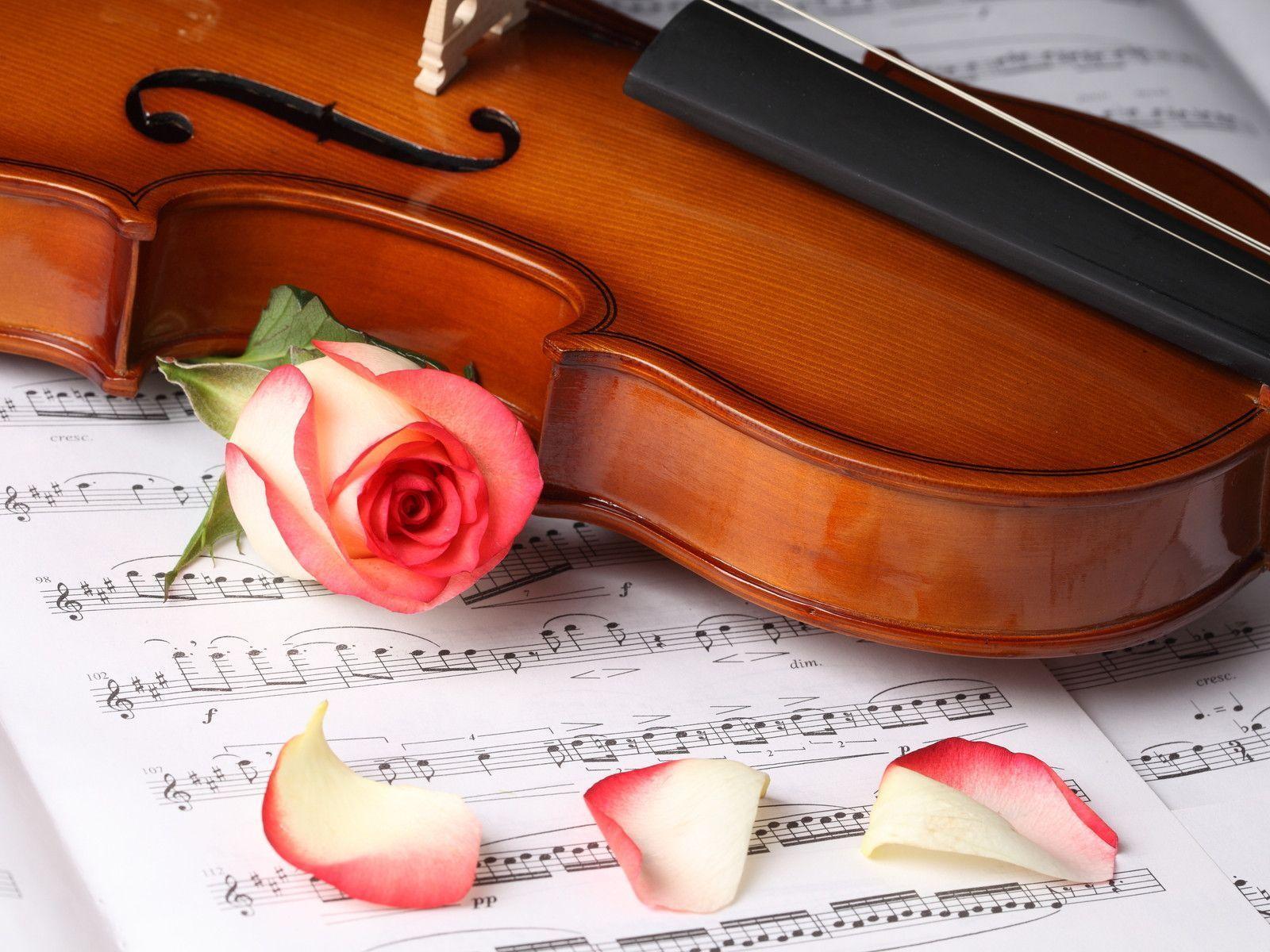 Rose Flower And Violin Wallpaper Free Download Wallpaper