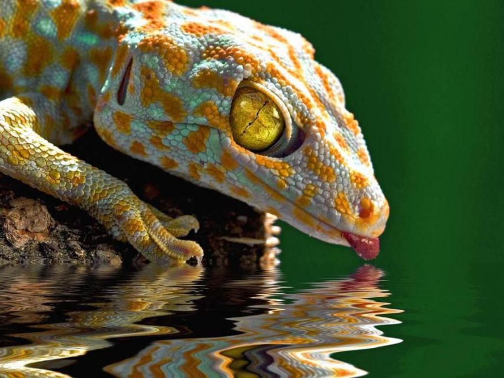 Gecko Drink Photography Wallpaper HD Wallpaper. High