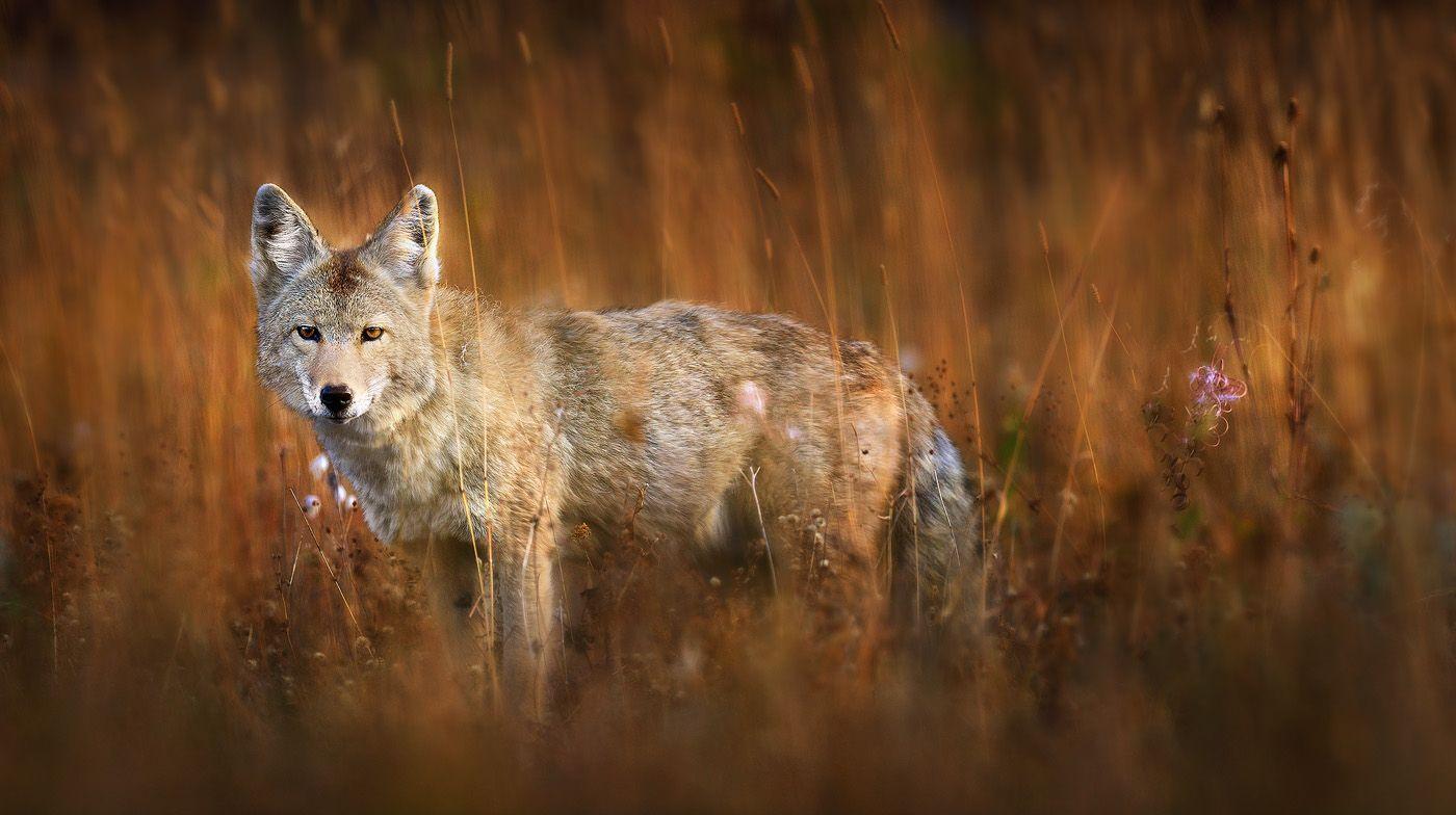 Coyote Photo. Subjects Photo. Fine Art Nature Photography