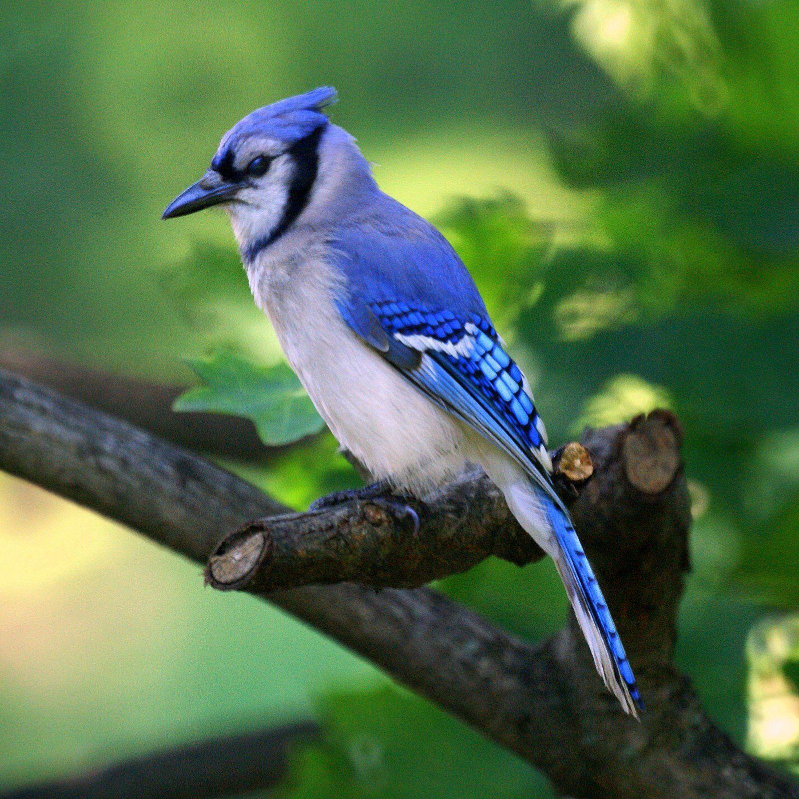 Blue Jay Wallpaper