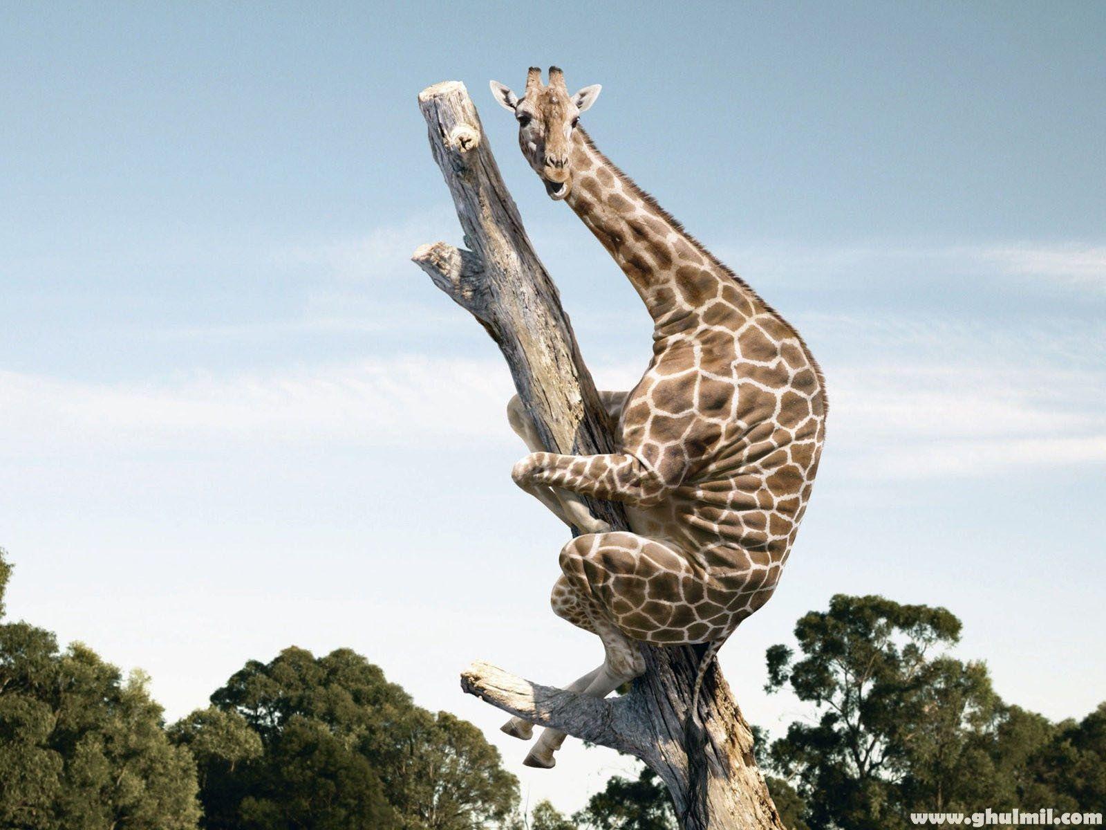 Funny giraffe climbing dry tree Dream Wallpaper