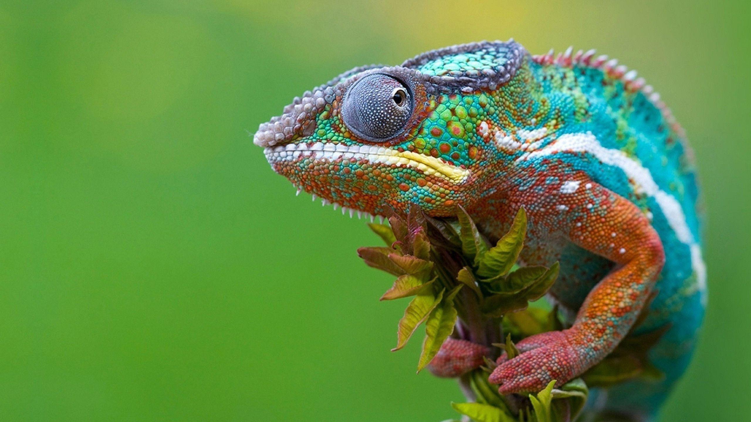 Colored Chameleon Wallpaper