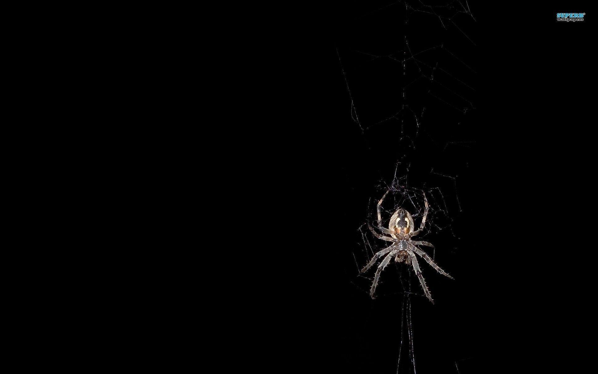 Spider Wallpaper Free Downloads