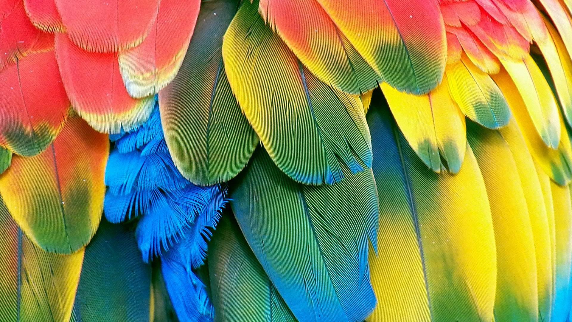 Parrot Wallpaper