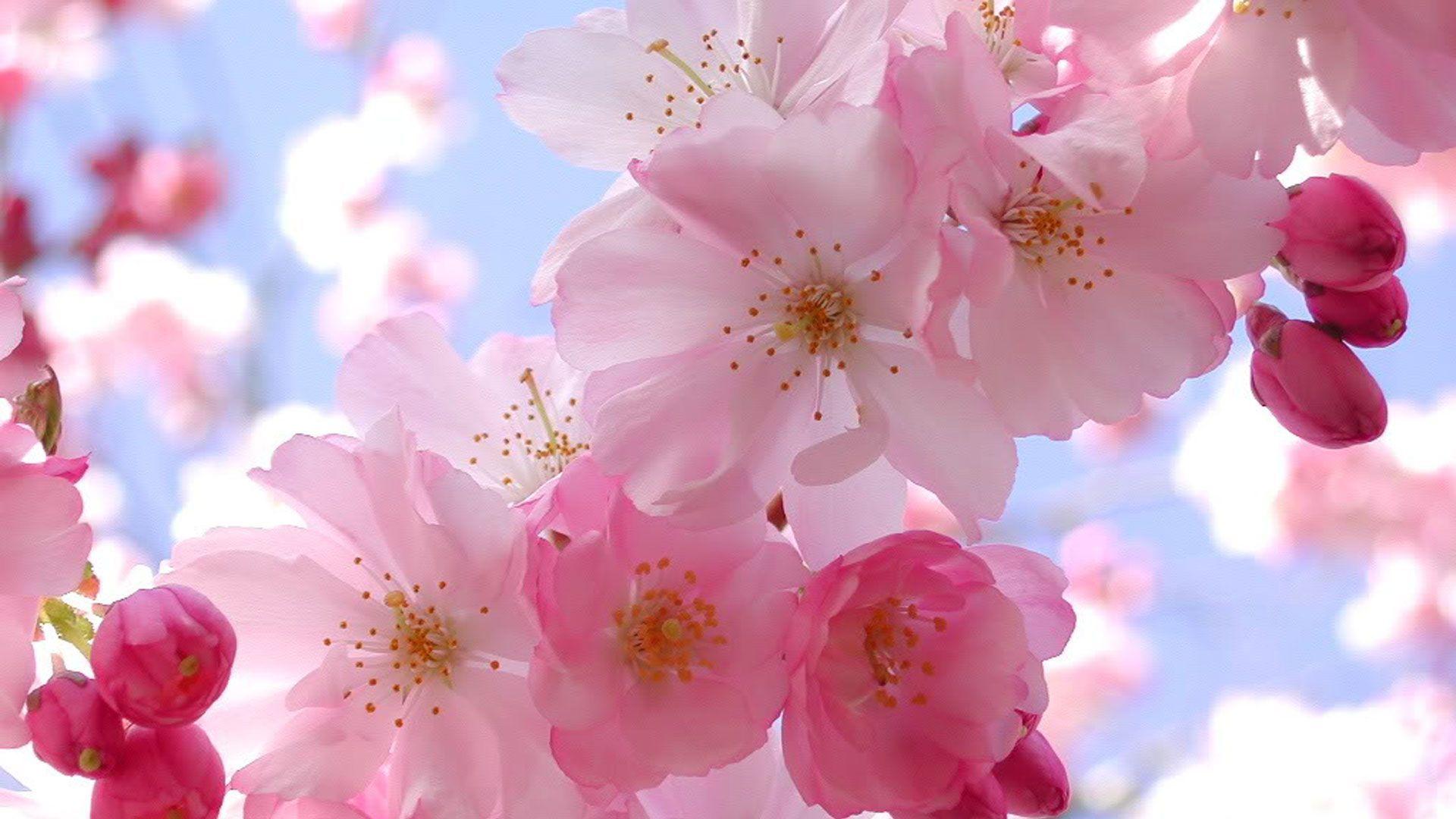Colors image Beautiful Pink Cherry Blossom Wallpaper HD wallpaper