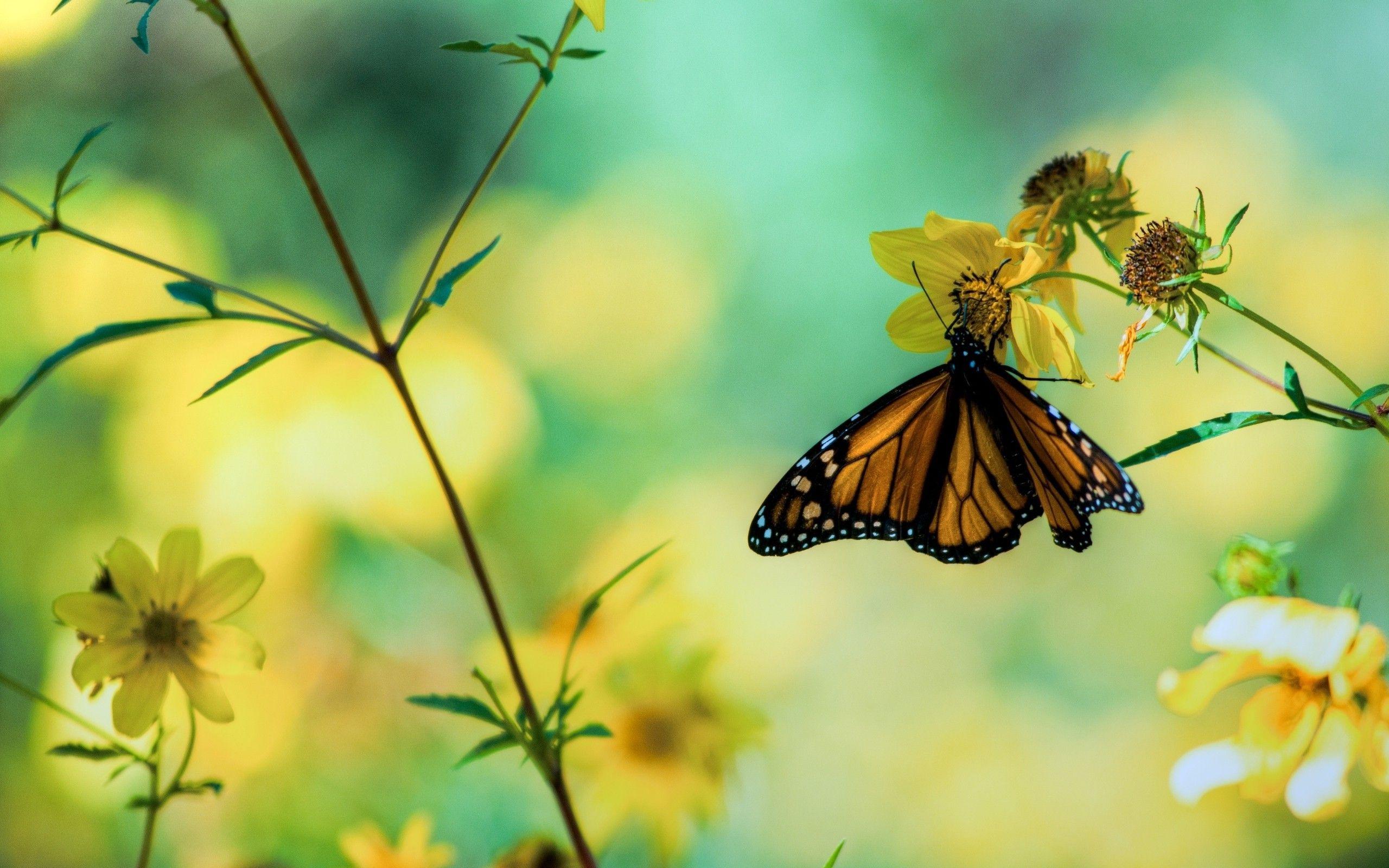 Daily Wallpaper: Butterfly Garden. I Like To Waste My Time