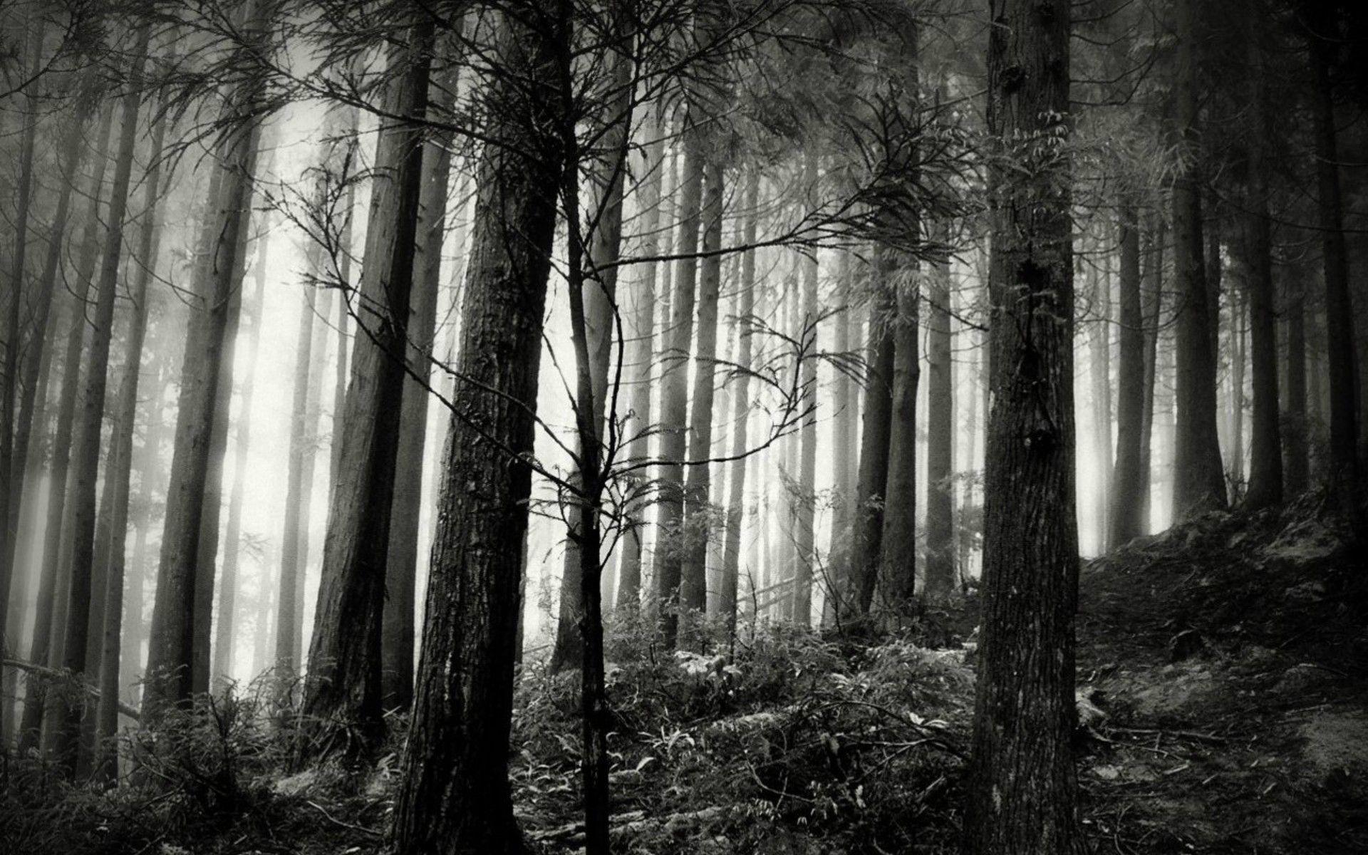 Black And White Forest Image Wallpaper. Green HD Wallpaper