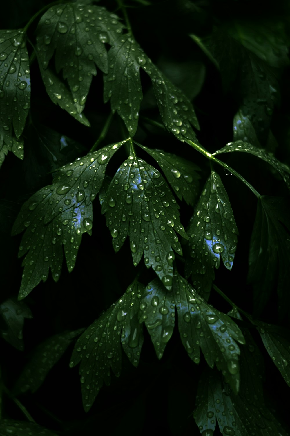 Rain On Leaf Picture. Download
