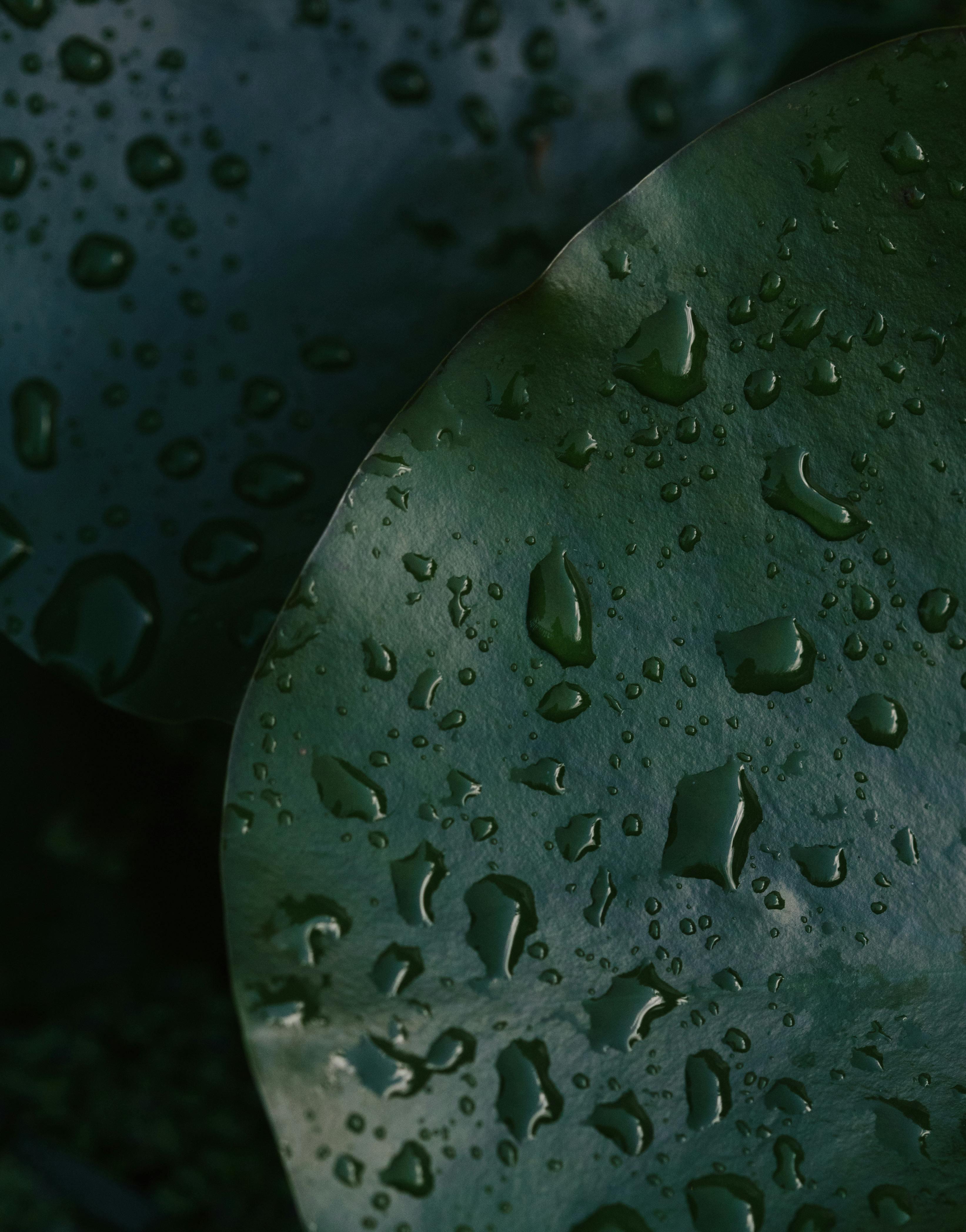 Raindrops on Leaves · Free