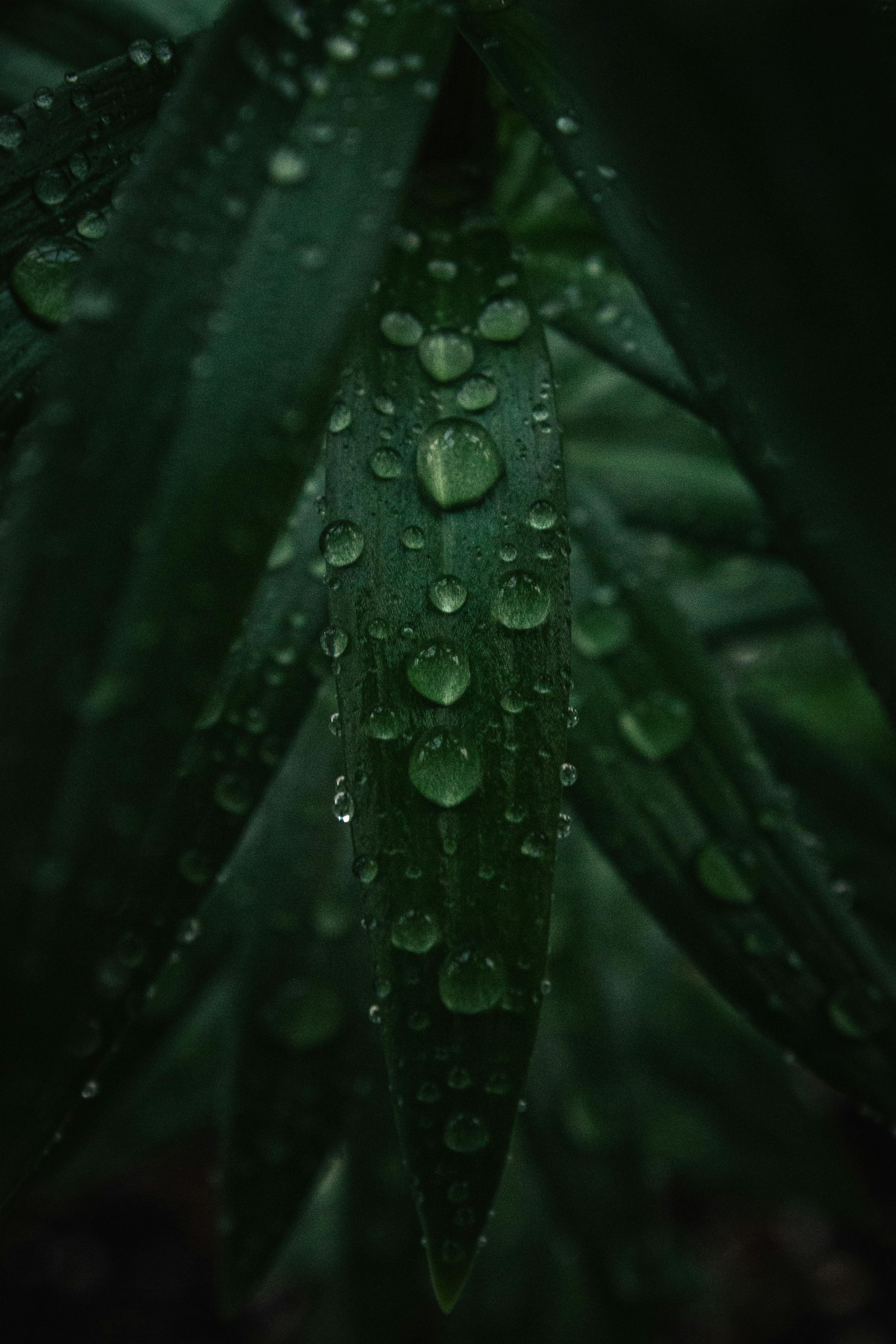 Raindrops on Leaves · Free