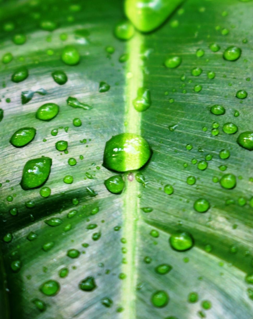 Water drops on a green tropical leaf