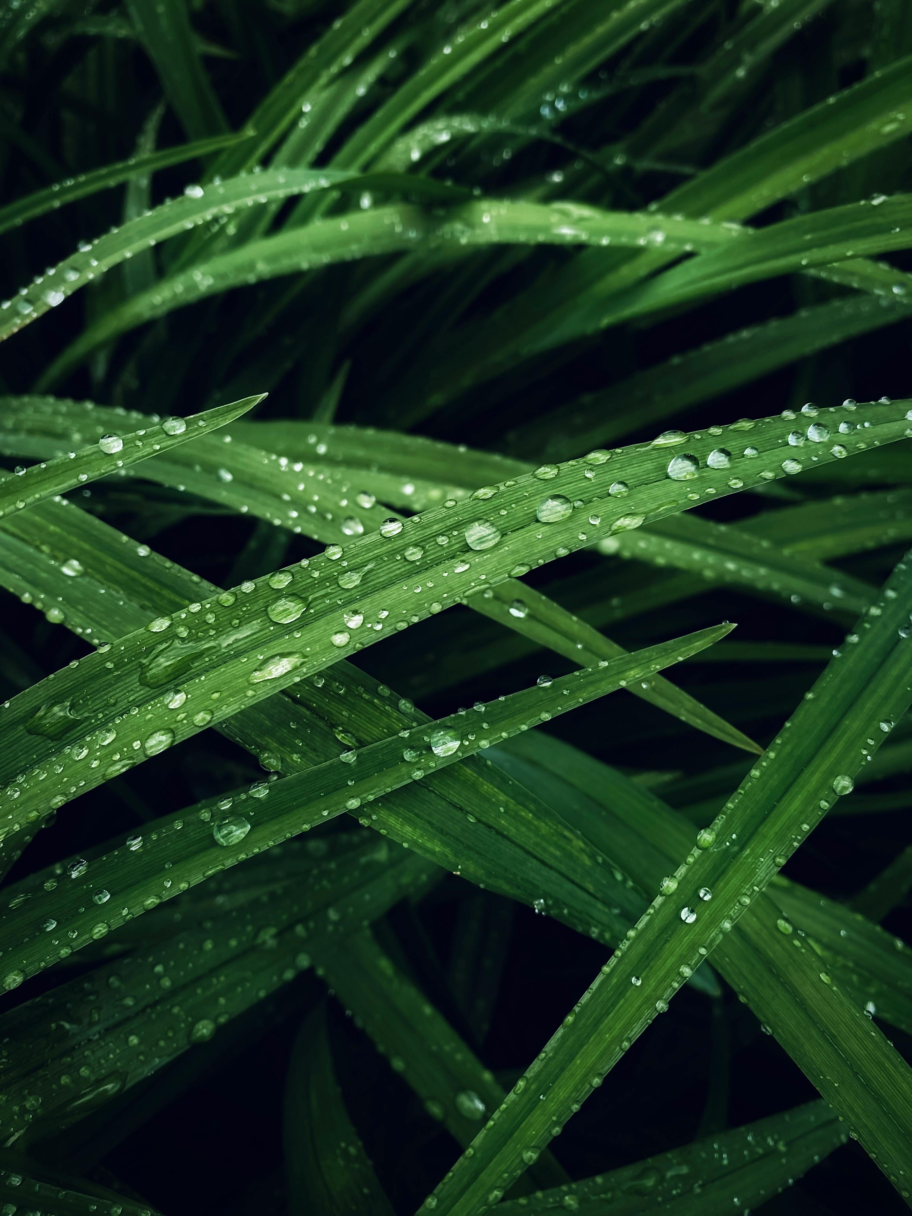 Raindrops on Green Grass · Free