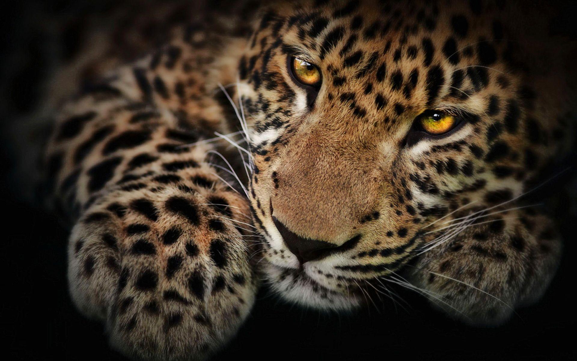 Jaguar Wallpaper Download