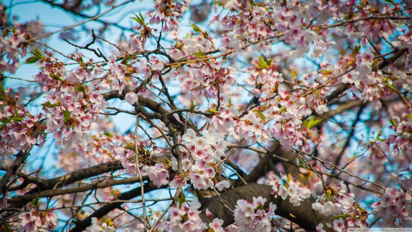 Cherry Blossom Seoul HD desktop wallpaper, Widescreen, High