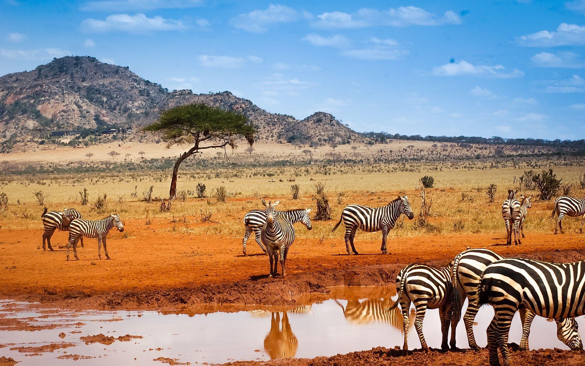 The Best Safari Booking in Kenya wallpaper