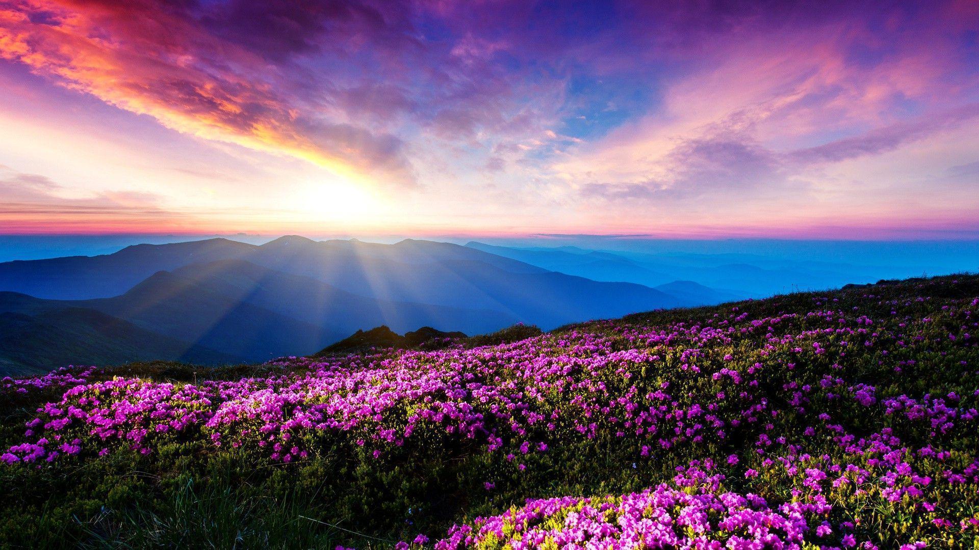 flowers, Landscape, Pink Flowers, Mountain, Sunlight, Sun Rays
