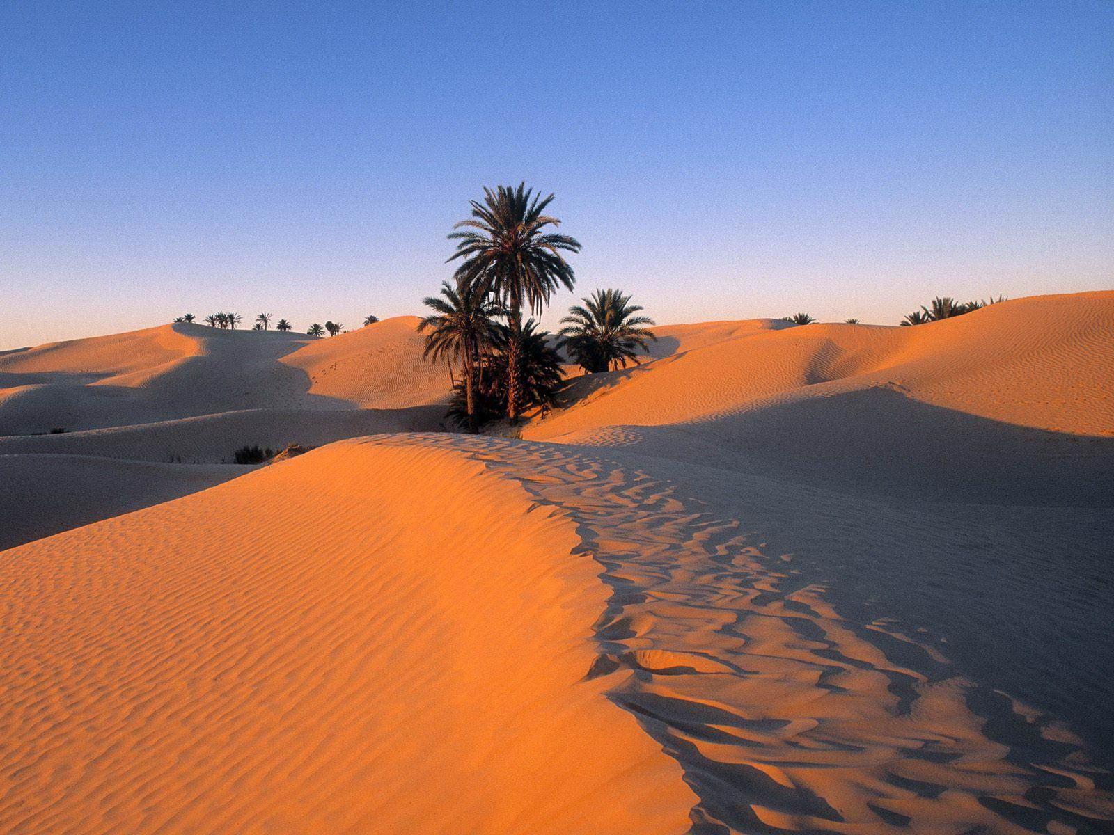 Sahara Desert and Palm Trees Wallpaper