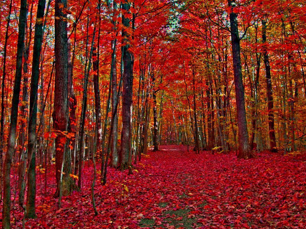 Autumn trees. Canada in Autumn Wallpaper The Free