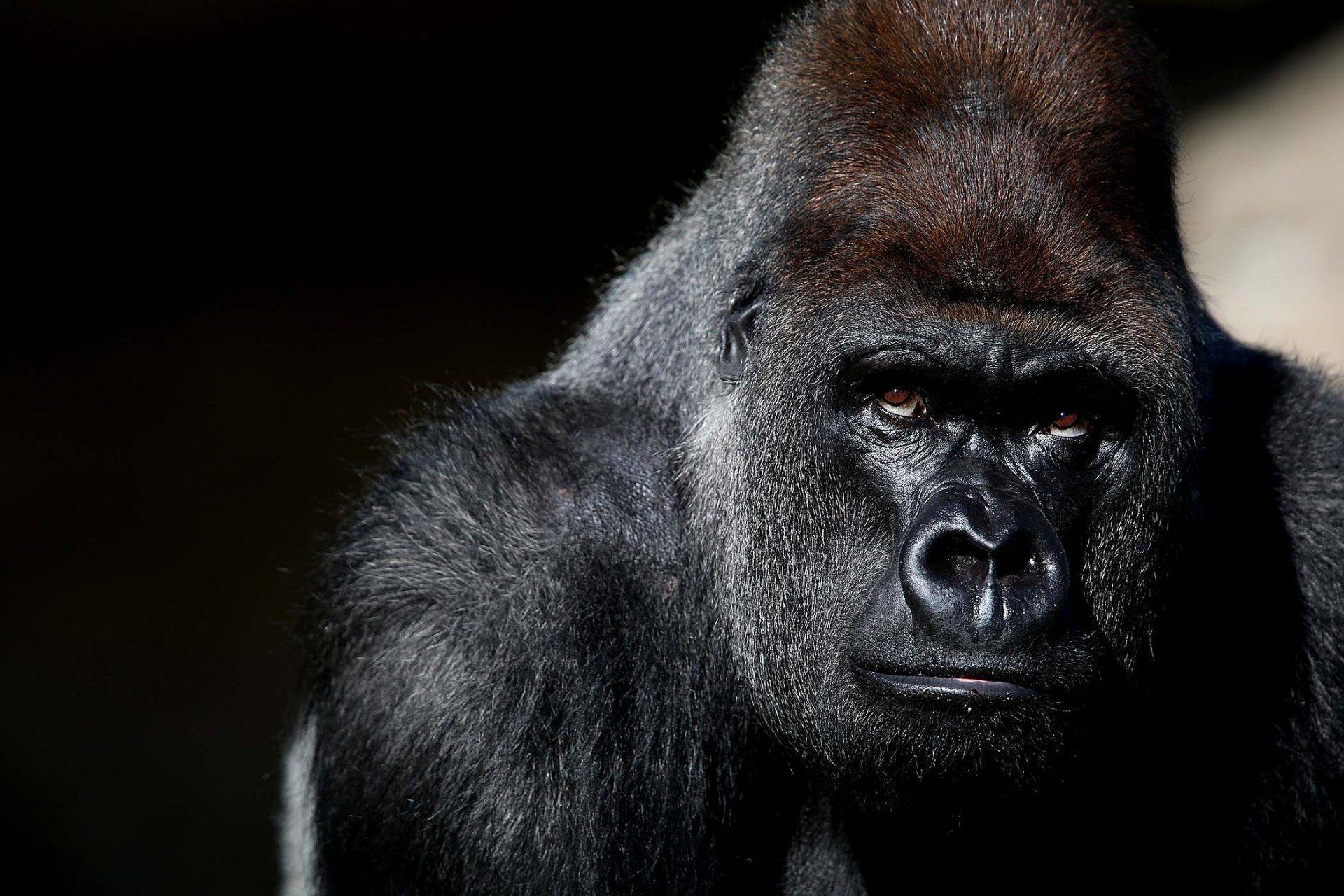 Gorilla HD Wallpaper and Background Image