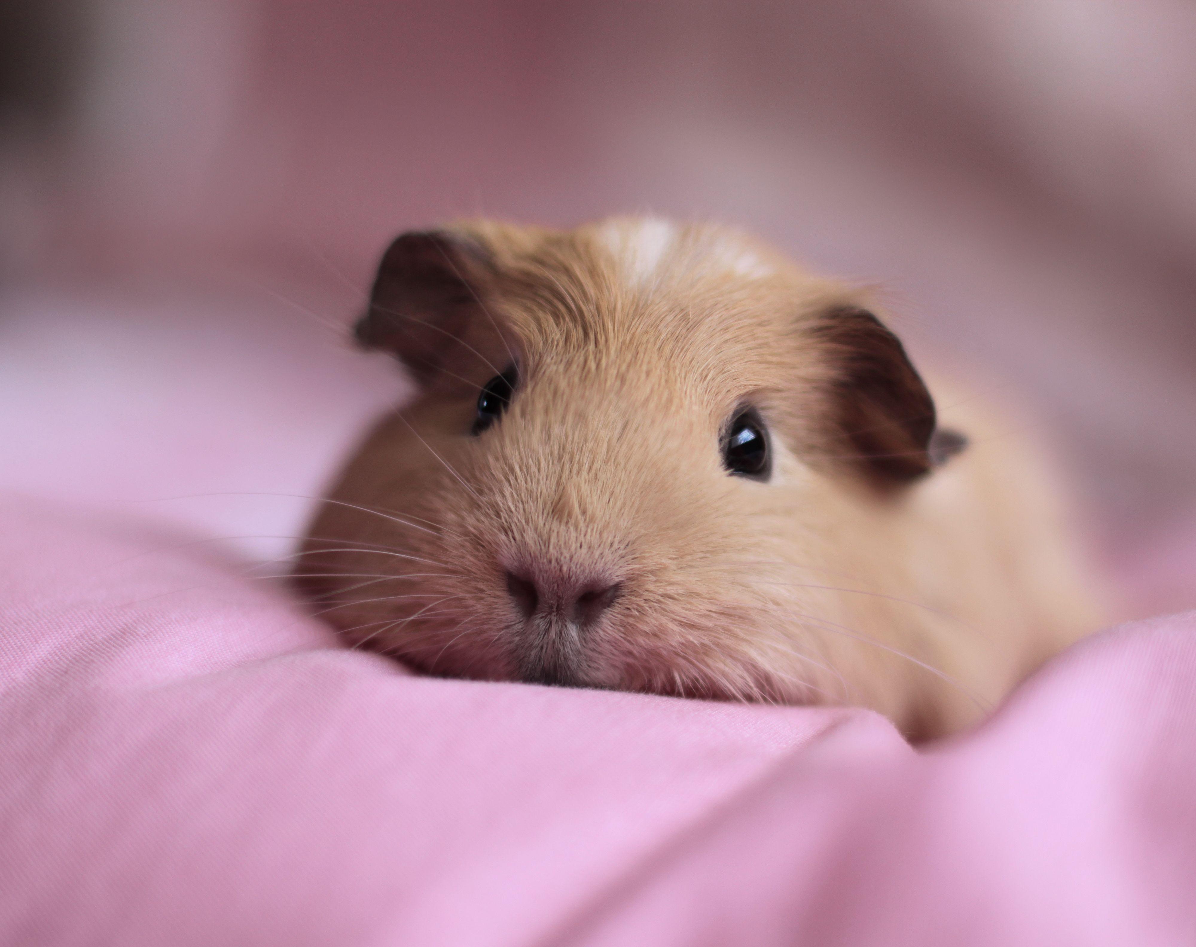 Guinea Pig HD Wallpaper