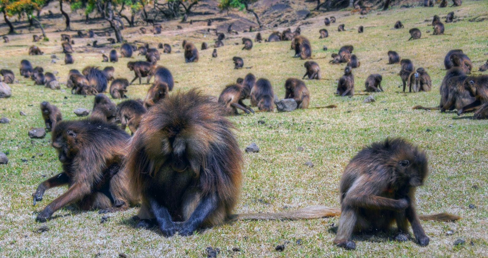 ethiopia monkeys. HD Windows Wallpaper