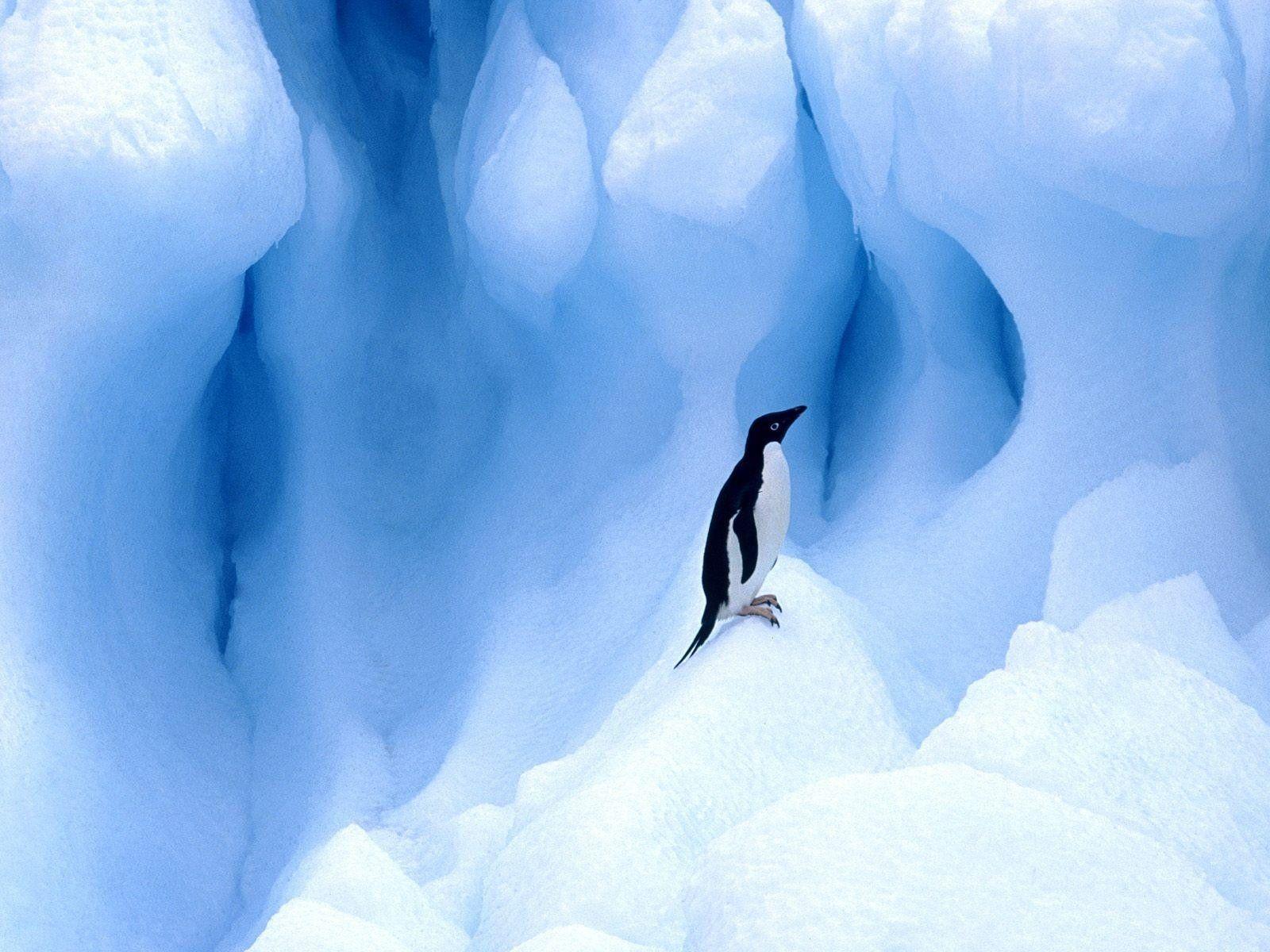 Penguin Wallpaper. Free Download Beautiful Birds HD Desktop Image