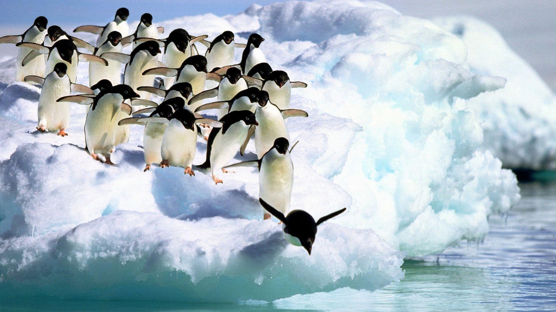 Penguin Wallpaper