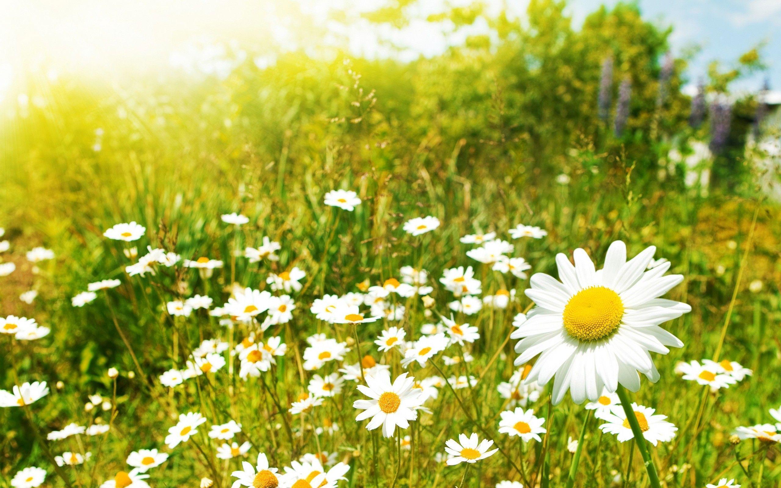 nature, flowers, meadows, daisy wallpaper