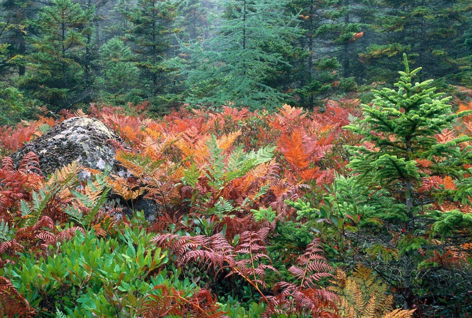 Forests: Acadia Furns National Colorful Autumn Park Wallpaper