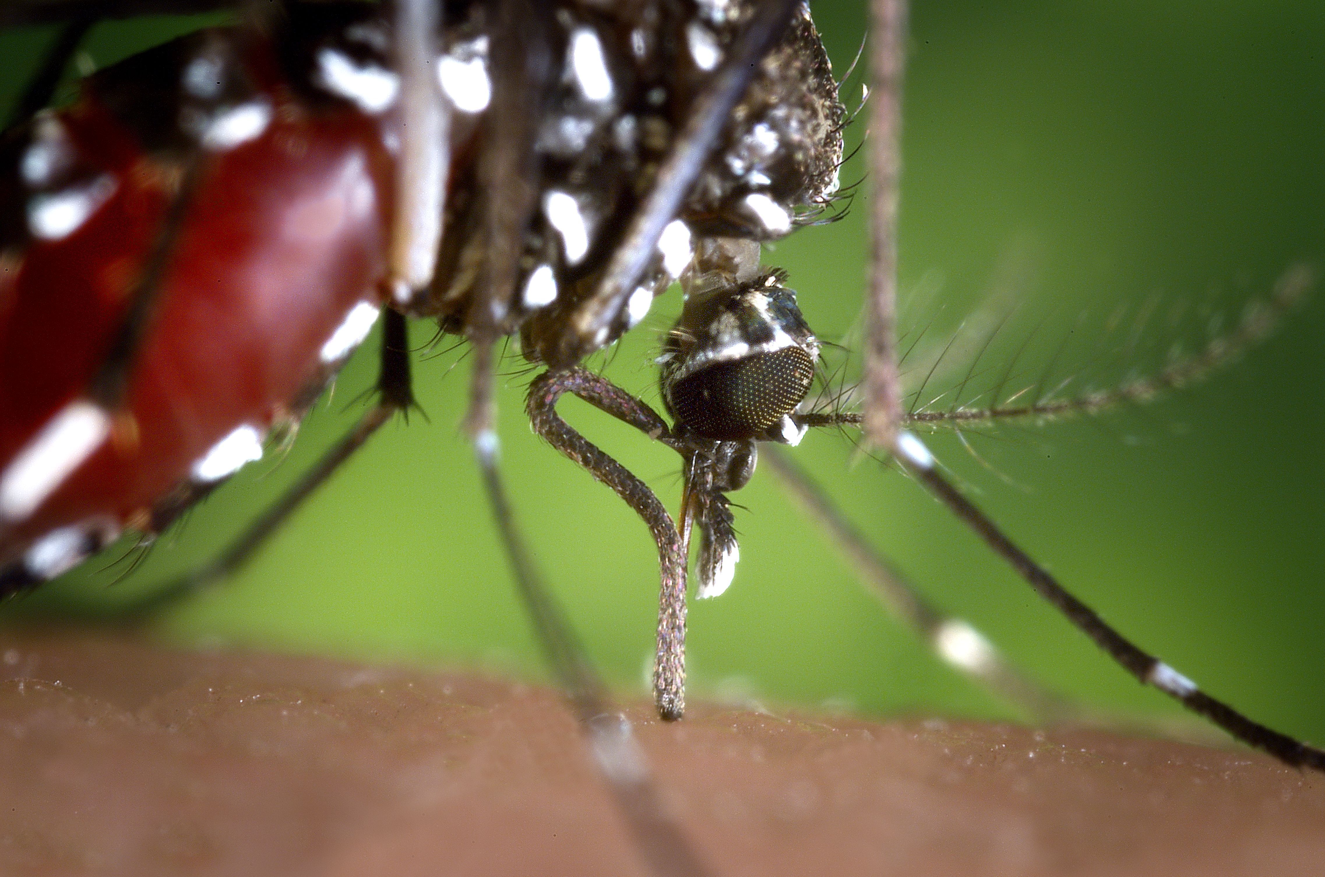 Mosquito free image, public domain image