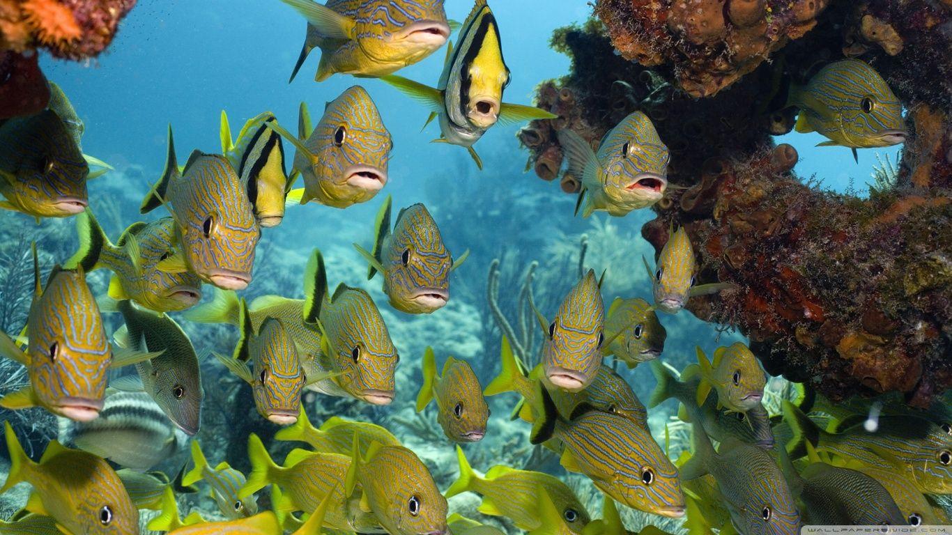 Florida Keys National Marine Sanctuary HD desktop wallpaper