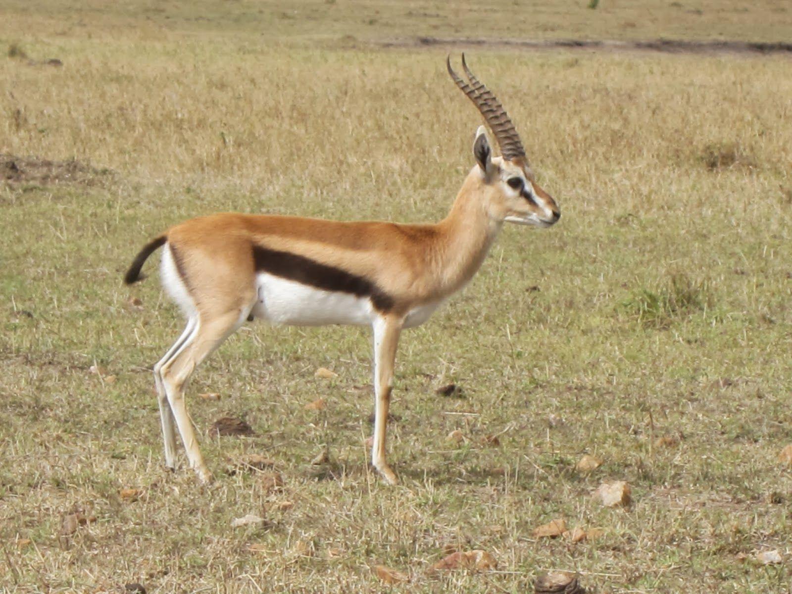 Thomsons Gazelle Malawi National Animal