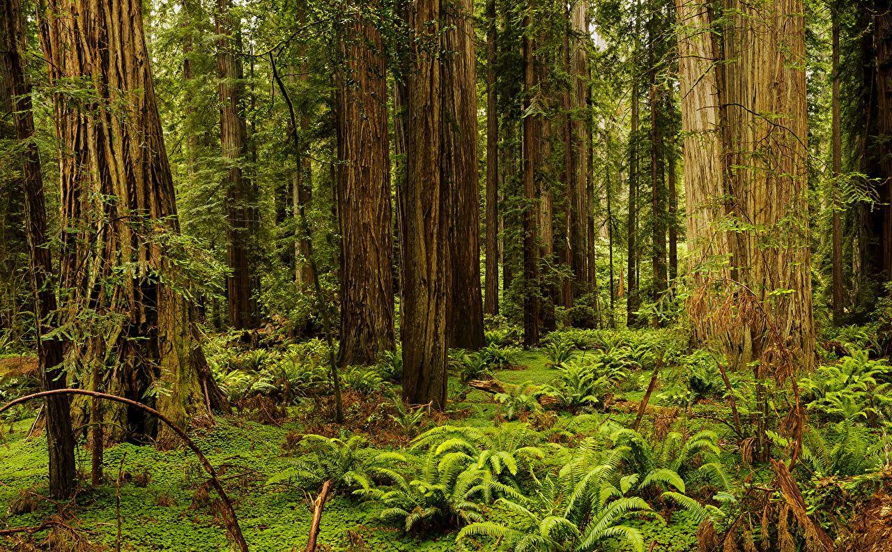 image California USA Redwood National And State Parks Nature