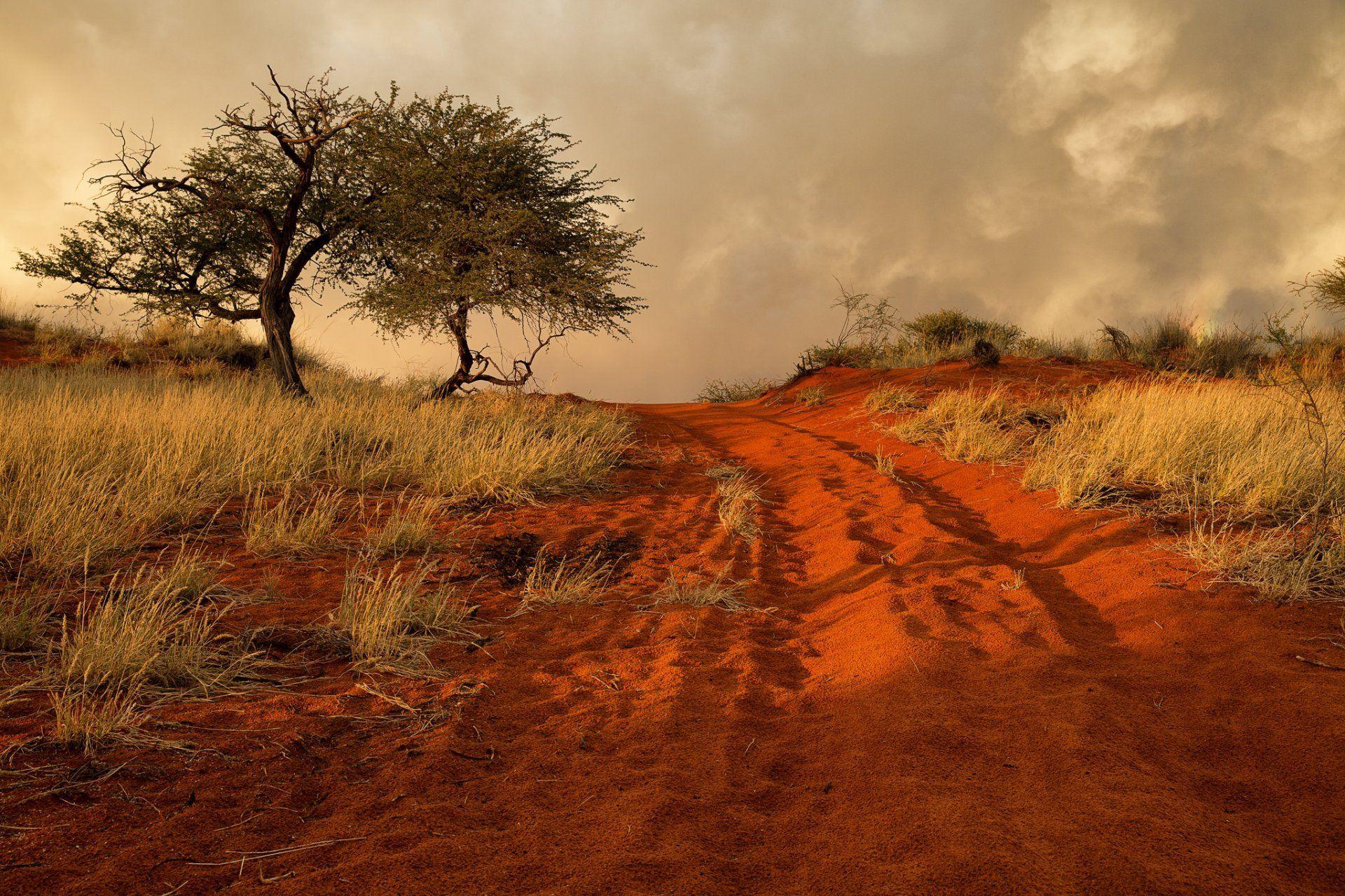 namibia africa hills grass tree sand road HD wallpaper