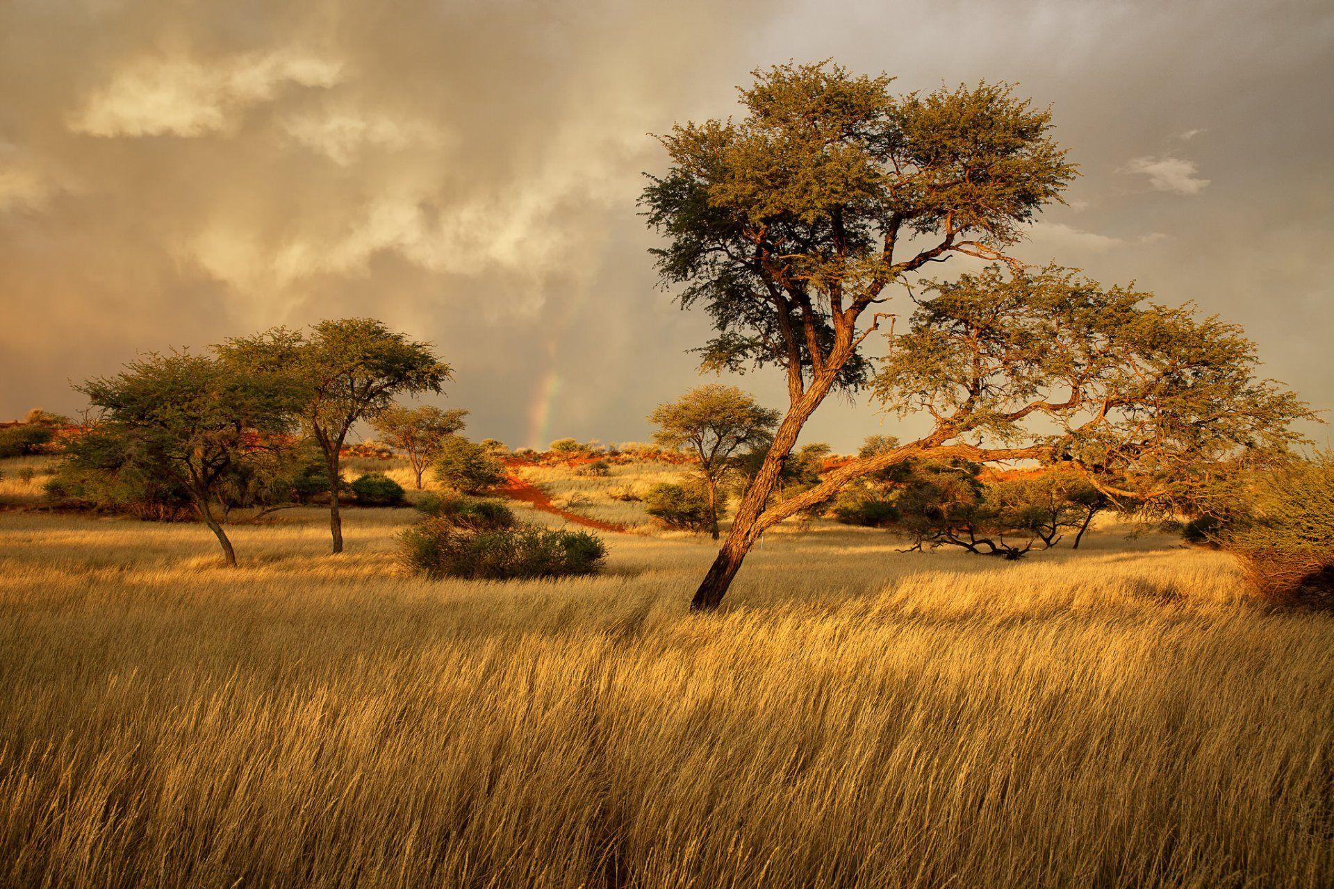 namibia africa savannah grass tree HD wallpaper