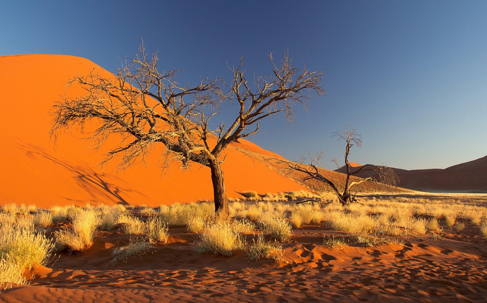 namibia africa namib desert sky dune sand tree bush HD wallpaper