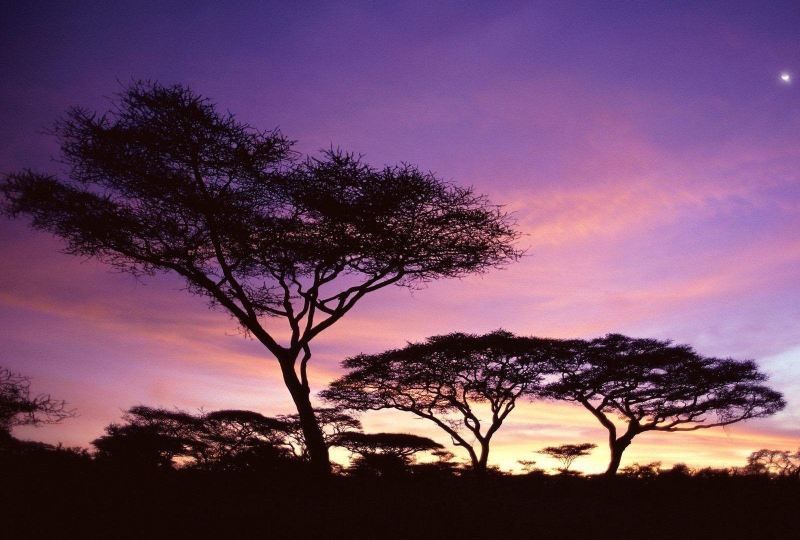Sky: Sunset Africa Pink Tanzania Trees Colors Purple Sky Wallpaper