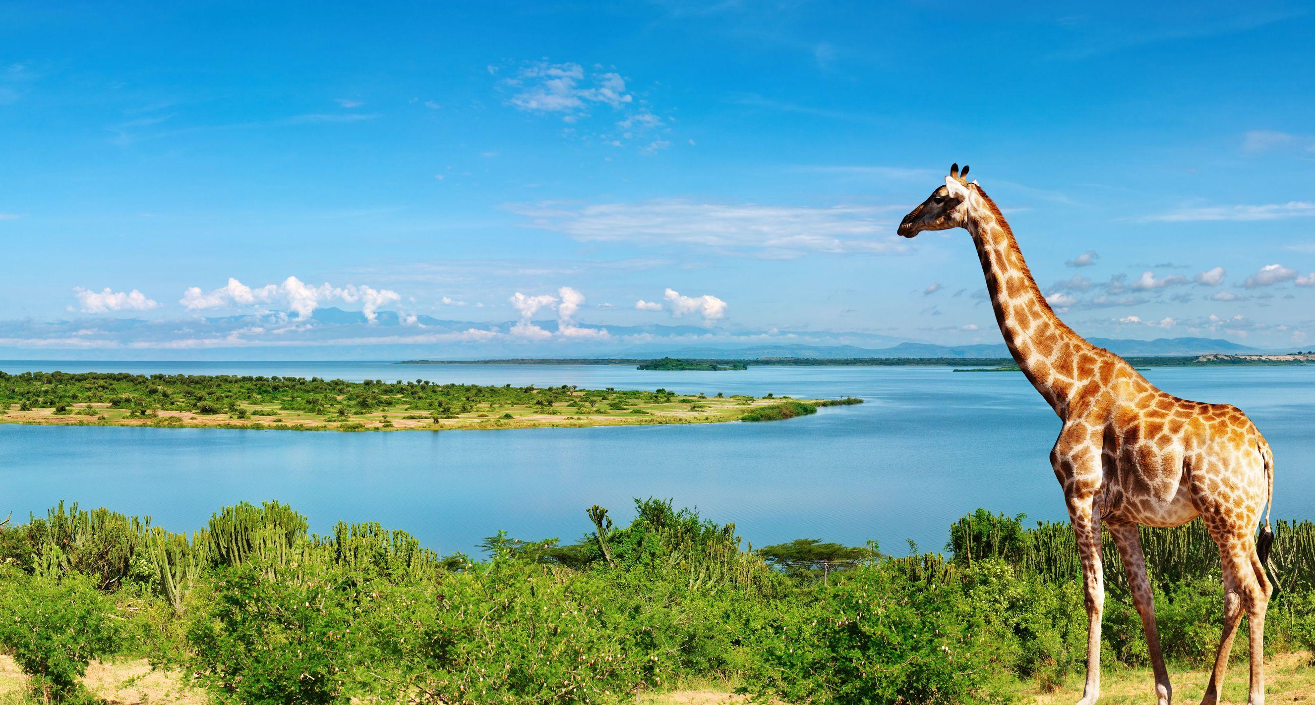 Nile River Uganda, Africa Full HD Wallpaper and Background