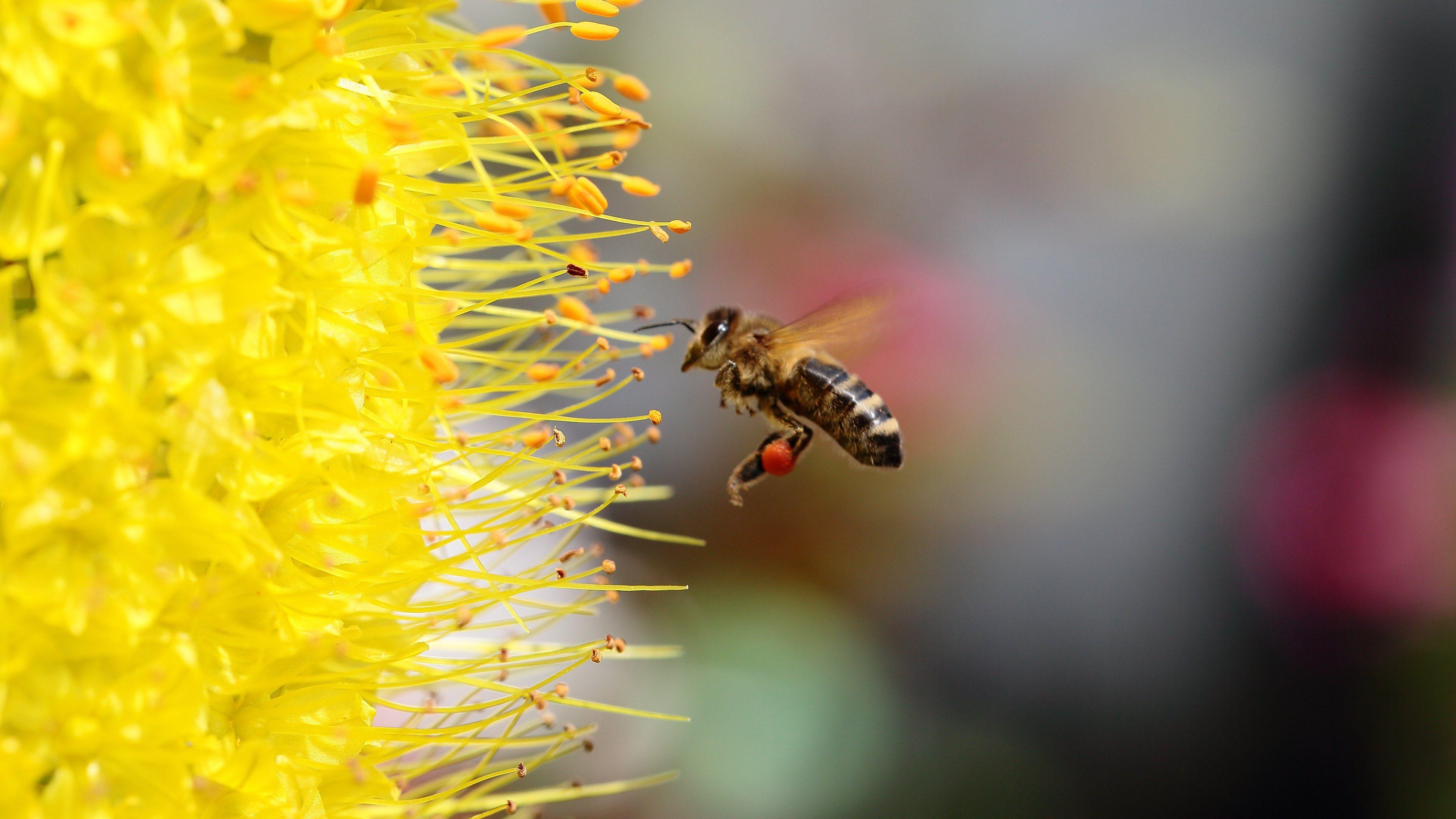 Bee collecting Pollen for Honey. HD Wallpaper · 4K