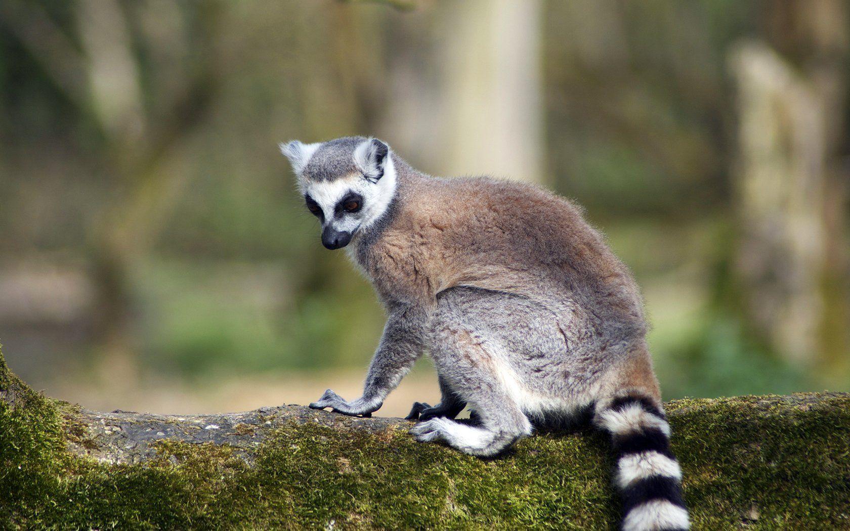 Lemur HD Desktop Wallpaper