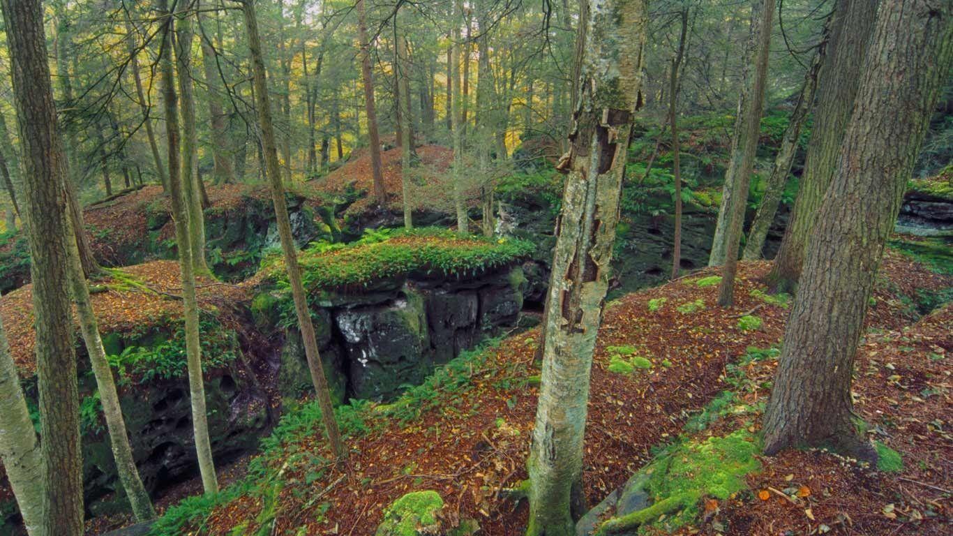 Forest: Beartown State Park West Virginia Autumn Birch Rock Trees