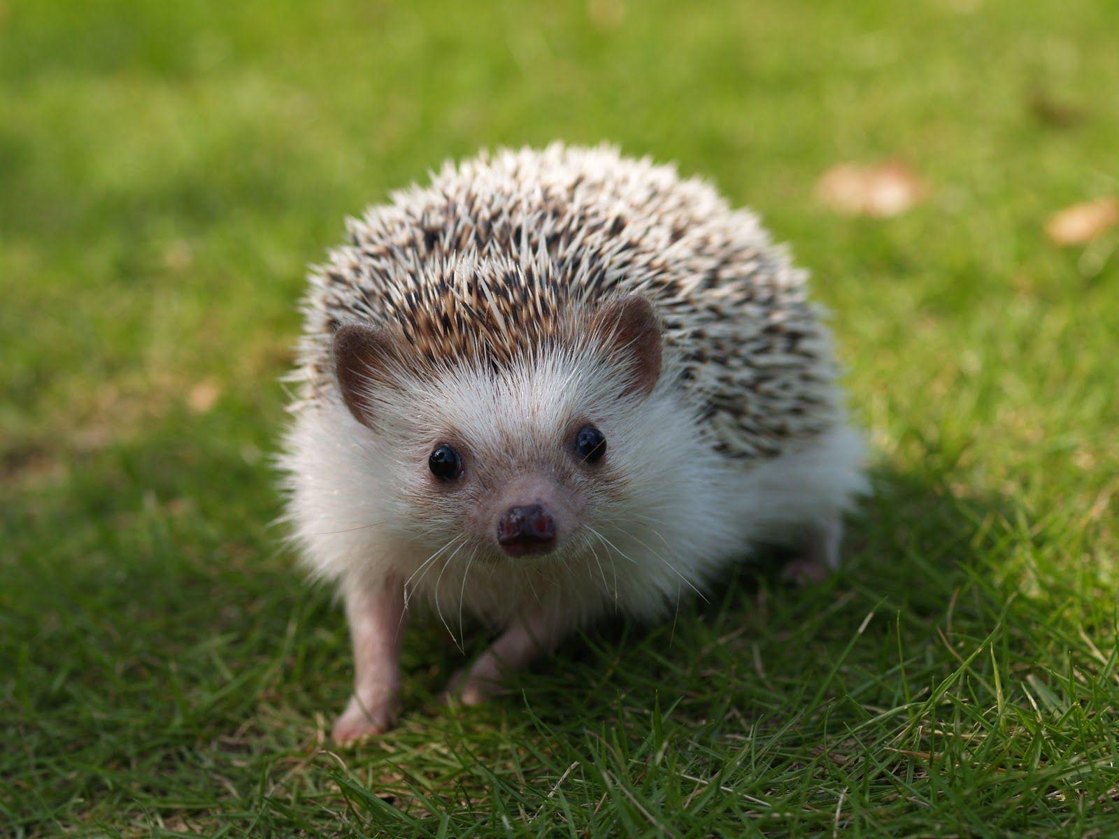 Hedgehog One of the Oldest Mammals on Earth