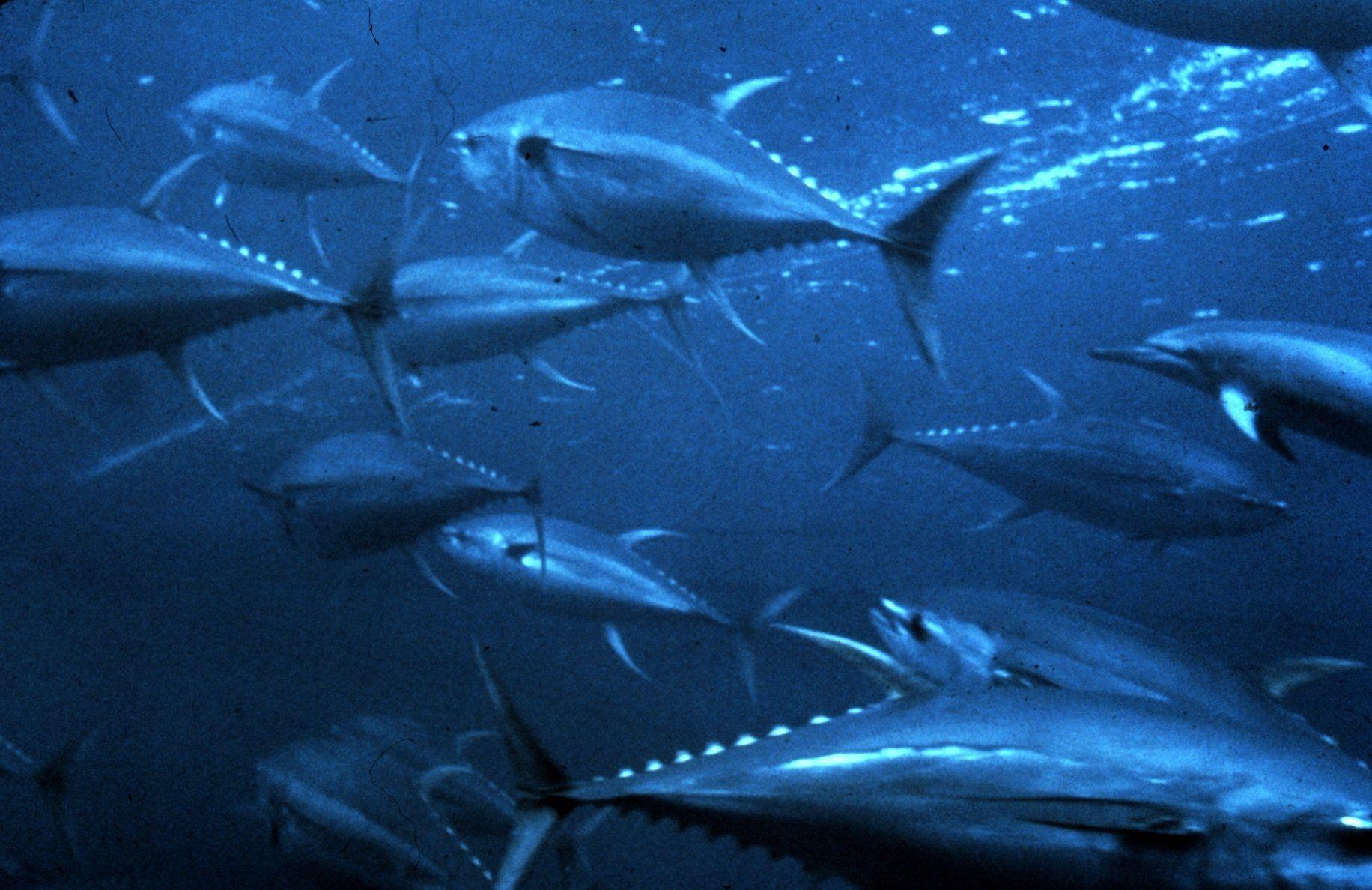 Tuna HD Wallpaper and Background Image