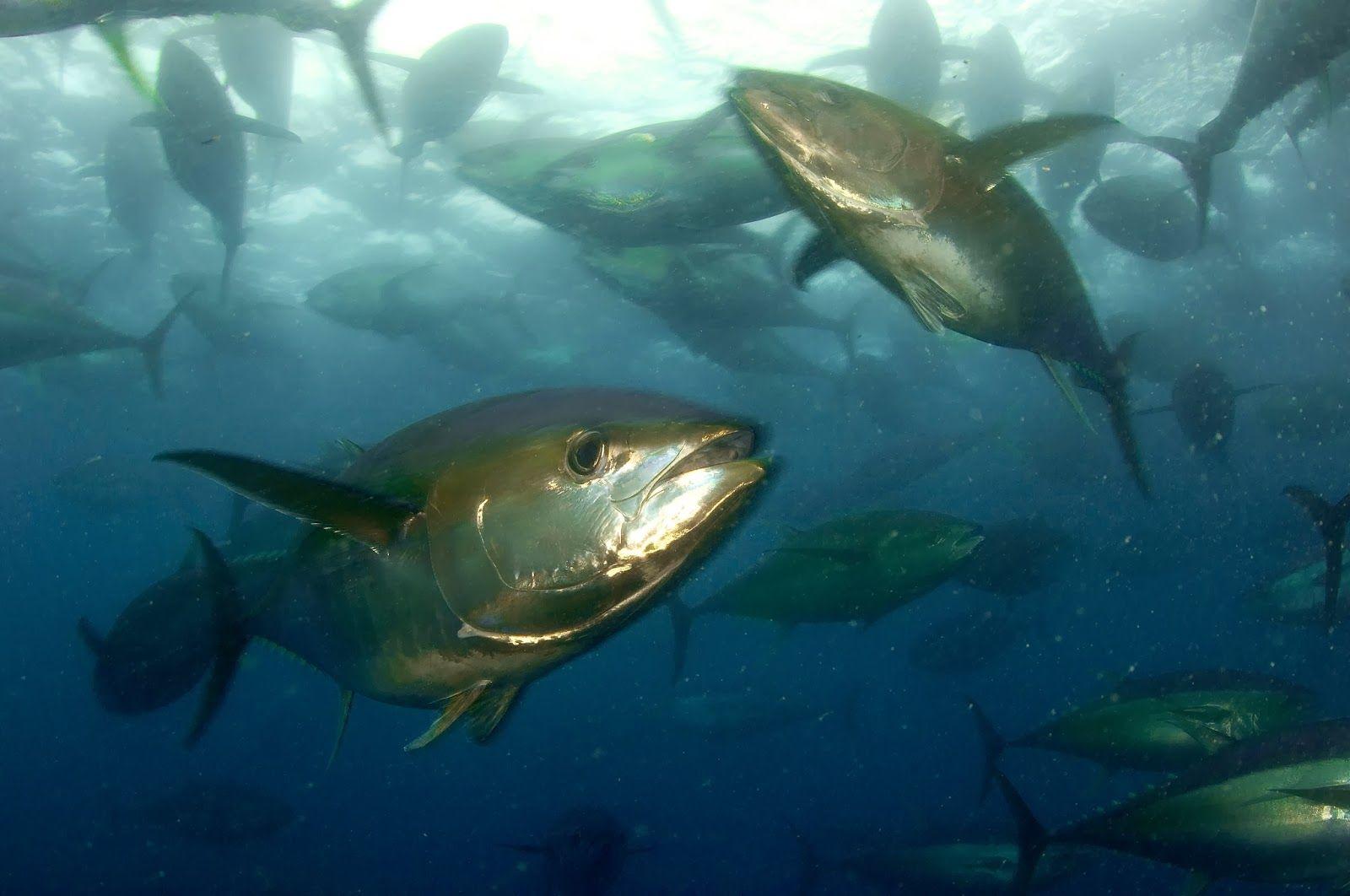 Two yellowfin tuna fishes desktop background wallpaper