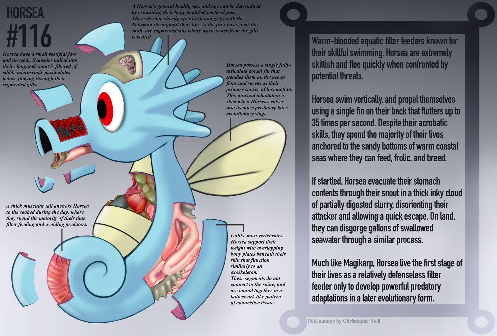 Horsea Anatomy Pokedex Entry By Christopher Stoll