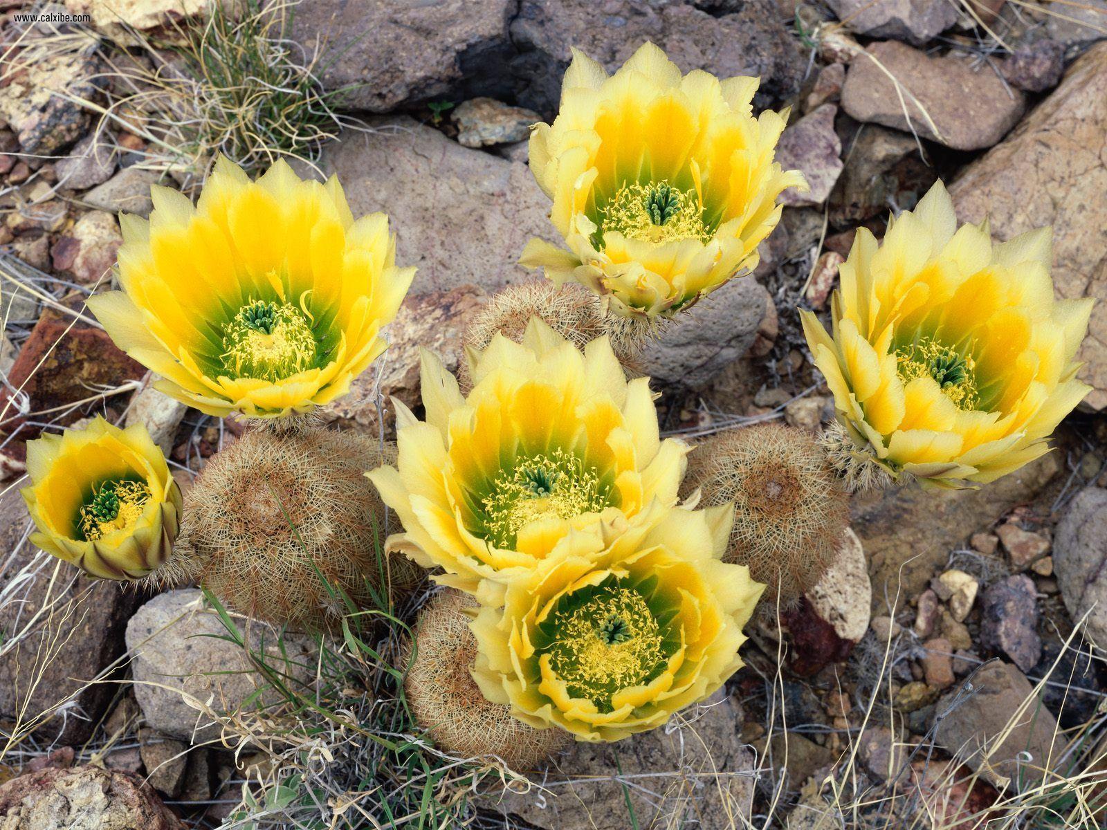 Nature: Rainbow Cacti In Bloom Big Bend National Park Texas